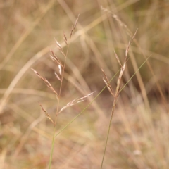 Rytidosperma pallidum at Bruce Ridge to Gossan Hill - 23 Oct 2023 09:20 AM