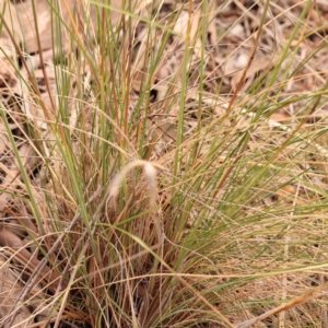 Rytidosperma pallidum at Bruce Ridge to Gossan Hill - 23 Oct 2023 09:20 AM