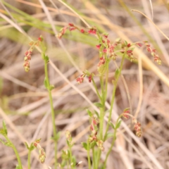 Gonocarpus tetragynus (Common Raspwort) at Bruce, ACT - 22 Oct 2023 by ConBoekel