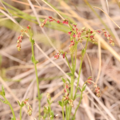 Gonocarpus tetragynus (Common Raspwort) at Bruce, ACT - 22 Oct 2023 by ConBoekel