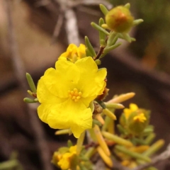 Hibbertia calycina (Lesser Guinea-flower) at Bruce Ridge - 23 Oct 2023 by ConBoekel