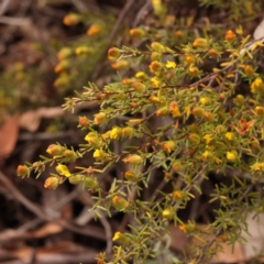 Hibbertia calycina at Bruce Ridge to Gossan Hill - 23 Oct 2023