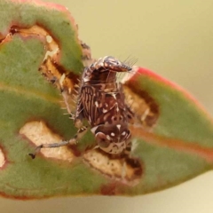 Brunotartessus fulvus (Yellow-headed Leafhopper) at Bruce, ACT - 22 Oct 2023 by ConBoekel