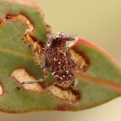 Brunotartessus fulvus (Yellow-headed Leafhopper) at Bruce Ridge to Gossan Hill - 22 Oct 2023 by ConBoekel