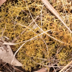 Cladia sp. (genus) at Bruce, ACT - 22 Oct 2023 by ConBoekel