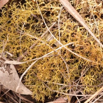 Cladia sp. (genus) at Bruce, ACT - 22 Oct 2023 by ConBoekel