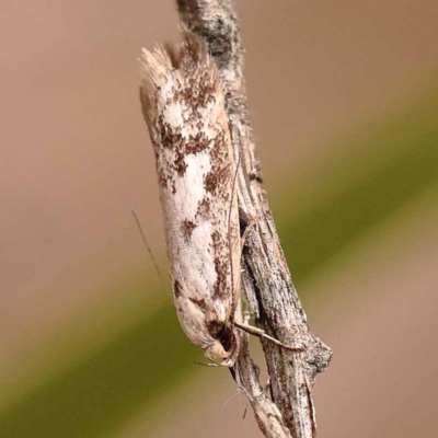 Eusemocosma pruinosa (Philobota Group Concealer Moth) at Bruce Ridge - 22 Oct 2023 by ConBoekel