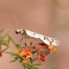 Philobota lysizona (A concealer moth) at Bruce Ridge to Gossan Hill - 22 Oct 2023 by ConBoekel