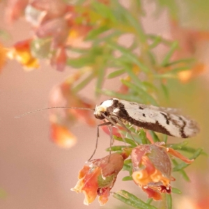 Philobota lysizona at Bruce Ridge - 23 Oct 2023 10:07 AM