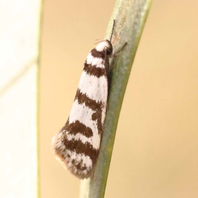 Philobota impletella Group (A concealer moth) at Bruce Ridge - 23 Oct 2023 by ConBoekel
