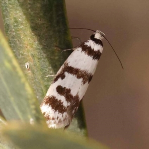 Philobota impletella Group at Bruce Ridge to Gossan Hill - 23 Oct 2023 10:02 AM