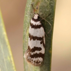 Philobota impletella Group at Bruce Ridge to Gossan Hill - 23 Oct 2023 10:02 AM