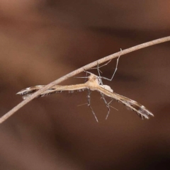 Sphenarches anisodactylus (Geranium Plume Moth) at Bruce Ridge to Gossan Hill - 23 Oct 2023 by ConBoekel