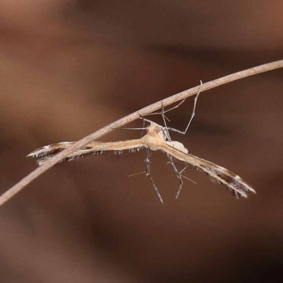 Sphenarches anisodactylus (Geranium Plume Moth) at Bruce, ACT - 22 Oct 2023 by ConBoekel