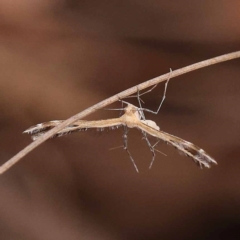 Sphenarches anisodactylus (Geranium Plume Moth) at Bruce Ridge - 22 Oct 2023 by ConBoekel