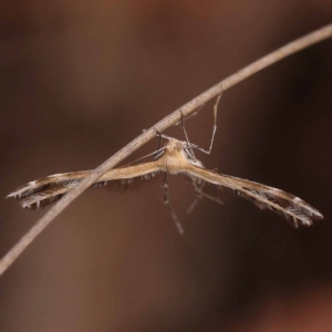 Sphenarches anisodactylus at Bruce Ridge - 23 Oct 2023