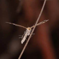 Sphenarches anisodactylus at Bruce Ridge - 23 Oct 2023