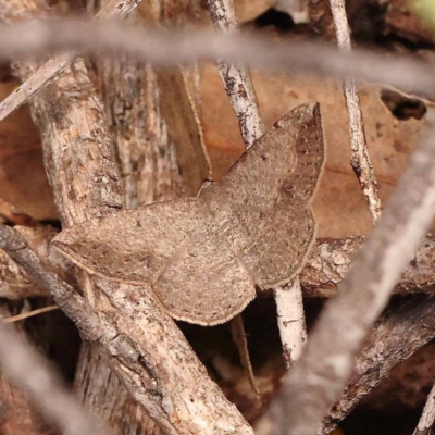 Taxeotis intermixtaria (Dark-edged Taxeotis) at Bruce Ridge - 23 Oct 2023 by ConBoekel