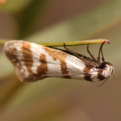 Philobota impletella Group (A concealer moth) at Bruce Ridge - 23 Oct 2023 by ConBoekel
