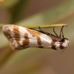 Philobota impletella Group (A concealer moth) at Bruce, ACT - 22 Oct 2023 by ConBoekel