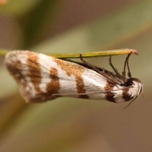 Philobota impletella Group at Bruce Ridge - 23 Oct 2023 09:24 AM