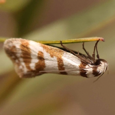 Philobota impletella Group (A concealer moth) at Bruce Ridge - 23 Oct 2023 by ConBoekel
