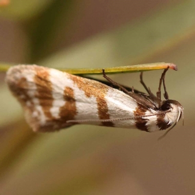 Philobota impletella Group (A concealer moth) at Bruce, ACT - 22 Oct 2023 by ConBoekel