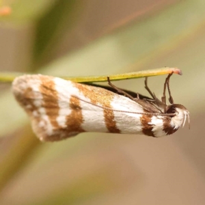 Philobota impletella Group at Bruce Ridge - 23 Oct 2023 09:24 AM