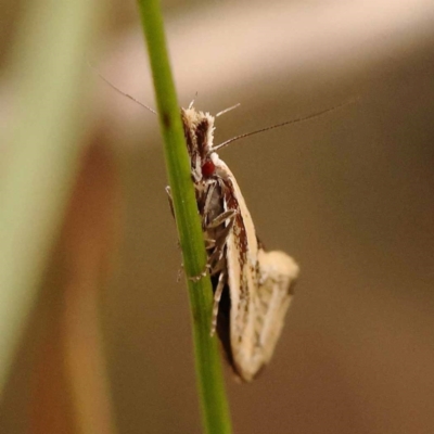 Thema psammoxantha (A concealer moth) at Bruce, ACT - 22 Oct 2023 by ConBoekel