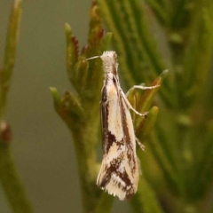 Thema macroscia (A concealer moth) at Bruce Ridge - 23 Oct 2023 by ConBoekel