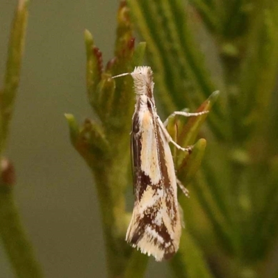 Thema macroscia (A concealer moth) at Bruce Ridge - 23 Oct 2023 by ConBoekel