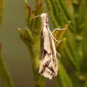 Thema macroscia at Bruce Ridge to Gossan Hill - 23 Oct 2023 09:18 AM