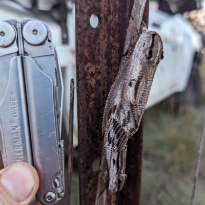 Endoxyla lituratus (A Wattle Goat Moth) at Greenway, ACT - 12 Dec 2023 by JP95