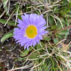 Brachyscome spathulata (Coarse Daisy, Spoon-leaved Daisy) at Kosciuszko National Park - 13 Dec 2023 by SteveBorkowskis