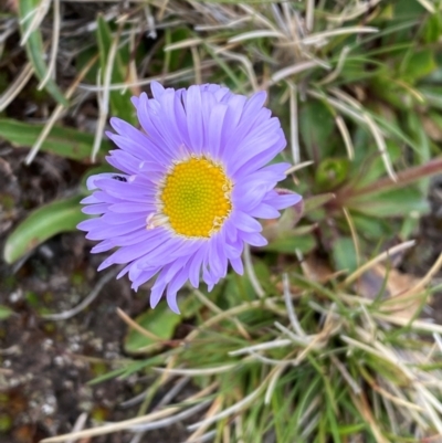 Brachyscome spathulata (Coarse Daisy, Spoon-leaved Daisy) at Kosciuszko National Park - 12 Dec 2023 by SteveBorkowskis