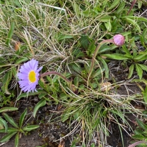 Brachyscome spathulata at Kosciuszko National Park - 13 Dec 2023