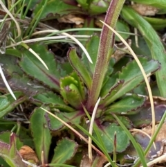 Brachyscome spathulata at Kosciuszko National Park - 13 Dec 2023 10:08 AM