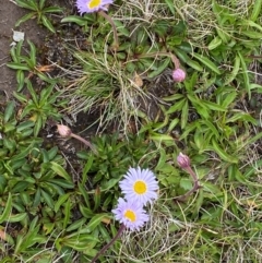 Brachyscome spathulata at Kosciuszko National Park - 13 Dec 2023 10:08 AM