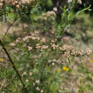 Ozothamnus thyrsoideus at Anembo, NSW - 17 Dec 2023 12:41 PM