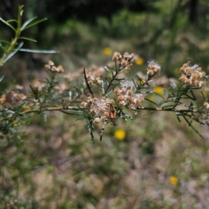 Ozothamnus thyrsoideus at Anembo, NSW - 17 Dec 2023 12:41 PM