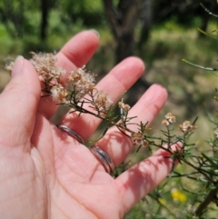 Ozothamnus thyrsoideus at Anembo, NSW - 17 Dec 2023 12:41 PM