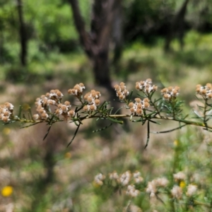 Ozothamnus thyrsoideus at Anembo, NSW - 17 Dec 2023 12:41 PM