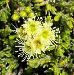 Kunzea muelleri (Yellow Kunzea) at Geehi, NSW - 12 Dec 2023 by SteveBorkowskis