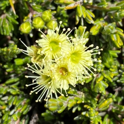 Kunzea muelleri (Yellow Kunzea) at Kosciuszko National Park - 12 Dec 2023 by SteveBorkowskis