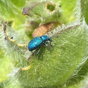 Merimnetes celmisiae at Kosciuszko National Park - 12 Dec 2023