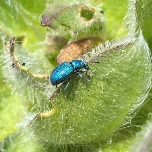 Merimnetes celmisiae at Kosciuszko National Park - 12 Dec 2023