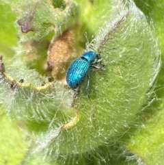 Merimnetes celmisiae at Kosciuszko National Park - 12 Dec 2023