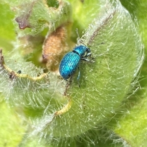 Merimnetes celmisiae at Kosciuszko National Park - 12 Dec 2023