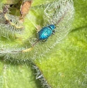 Merimnetes celmisiae at Kosciuszko National Park - 12 Dec 2023