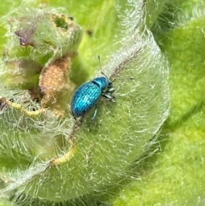 Merimnetes celmisiae at Kosciuszko National Park - 12 Dec 2023